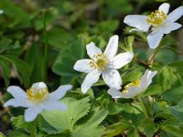 Image result for Buschwindröschen