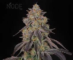 Resultado de imagen para la marihuana channel