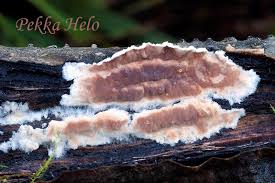 Attēlu rezultāti vaicājumam “Cylindrobasidium evolvens”