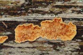 Attēlu rezultāti vaicājumam “Pseudomerulius aureus”