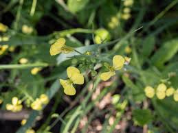 Attēlu rezultāti vaicājumam “Raphanus raphanistrum flower”