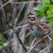 Image result for Emberiza rustica