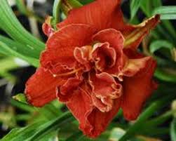 Image result for Hemerocallis `Moses Fire`