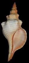 Image result for Triplofusus giganteus