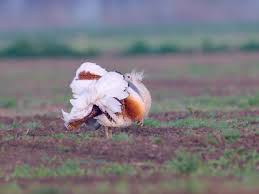 Image result for Otis tarda