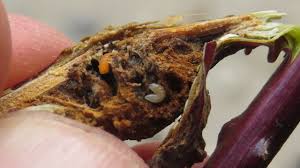 Attēlu rezultāti vaicājumam “Lasioptera rubi larva”