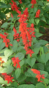 Image result for Salvia splendens