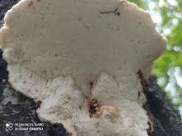 Attēlu rezultāti vaicājumam “Aurantiporus fissilis”