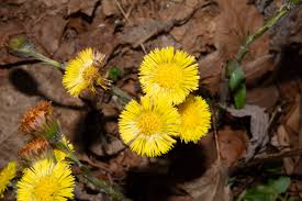 Attēlu rezultāti vaicājumam “Tussilago farfara bud”