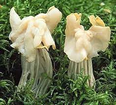 Attēlu rezultāti vaicājumam “Helvella crispa”