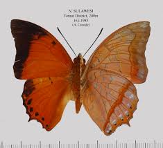 Attēlu rezultāti vaicājumam “Badhamia affinis sessile”