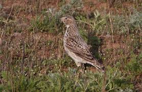 Image result for Melanocorypha yeltoniensis