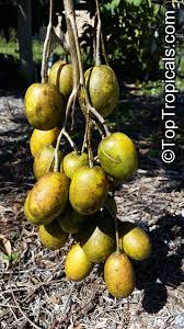 Attēlu rezultāti vaicājumam “Juncus capitatus fruit”