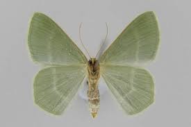 Attēlu rezultāti vaicājumam “Chlorissa viridata”