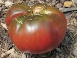 Afbeeldingsresultaat voor black brandywine tomato