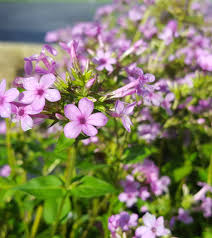 Attēlu rezultāti vaicājumam “Phlox paniculata”