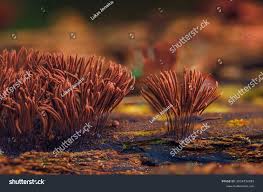 Attēlu rezultāti vaicājumam “Stemonitis axifera spores”