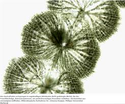 Attēlu rezultāti vaicājumam “Batrachospermum moniliforme”