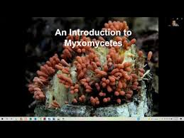 Attēlu rezultāti vaicājumam “myxomicetes”