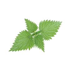 Attēlu rezultāti vaicājumam “Urtica dioica leaf”