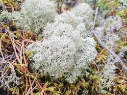 Attēlu rezultāti vaicājumam “Cladonia stellaris”