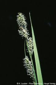 Attēlu rezultāti vaicājumam “Carex hartmanii”