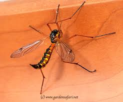 Attēlu rezultāti vaicājumam “Ctenicera pectinicornis male”