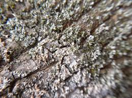 Attēlu rezultāti vaicājumam “Athelia arachnoidea”