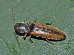 Attēlu rezultāti vaicājumam “Dalopius marginatus”