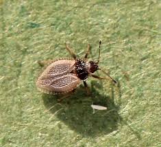 Attēlu rezultāti vaicājumam “Acalypta carinata”