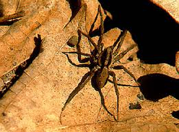 Attēlu rezultāti vaicājumam “Plagiothecium latebricola macro”