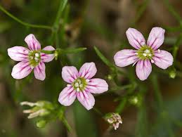 Attēlu rezultāti vaicājumam “Gypsophila muralis”
