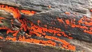 Attēlu rezultāti vaicājumam “Leocarpus fragilis young”