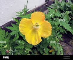 Image result for Meconopsis cambrica