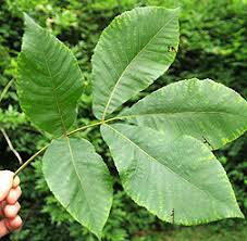 Attēlu rezultāti vaicājumam “Carya ovata leaf”