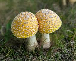 Attēlu rezultāti vaicājumam “Amanita muscaria”