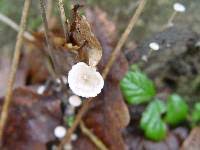 Attēlu rezultāti vaicājumam “Collybia cirrhata”