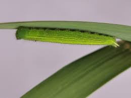 Attēlu rezultāti vaicājumam “Pararge aegeria upperside”