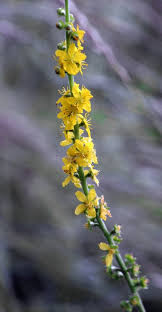Attēlu rezultāti vaicājumam “Agrimonia pilosa flower”