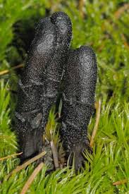 Attēlu rezultāti vaicājumam “Cordyceps ophioglossoides”