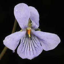 Attēlu rezultāti vaicājumam “Viola epipsila”