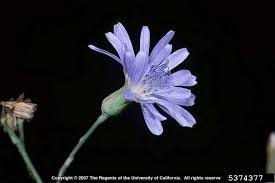 Attēlu rezultāti vaicājumam “Lactuca tatarica flower”