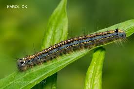 Attēlu rezultāti vaicājumam “Malacosoma neustria larva”
