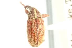 Attēlu rezultāti vaicājumam “Anthonomus phyllocola”