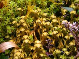 Attēlu rezultāti vaicājumam “Moerckia hibernica”