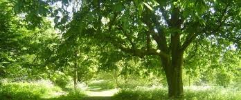 Image result for Shephalbury Bowls Club