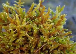 Attēlu rezultāti vaicājumam “Hypnum cupressiforme var. lacunosum”