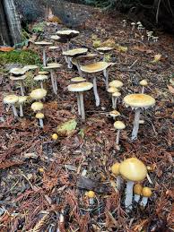 Attēlu rezultāti vaicājumam “Oligonema favogineum sessile”