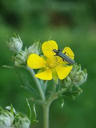 Attēlu rezultāti vaicājumam “Potentilla argentea flower”