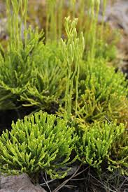 Attēlu rezultāti vaicājumam “Diphasiastrum tristachyum”